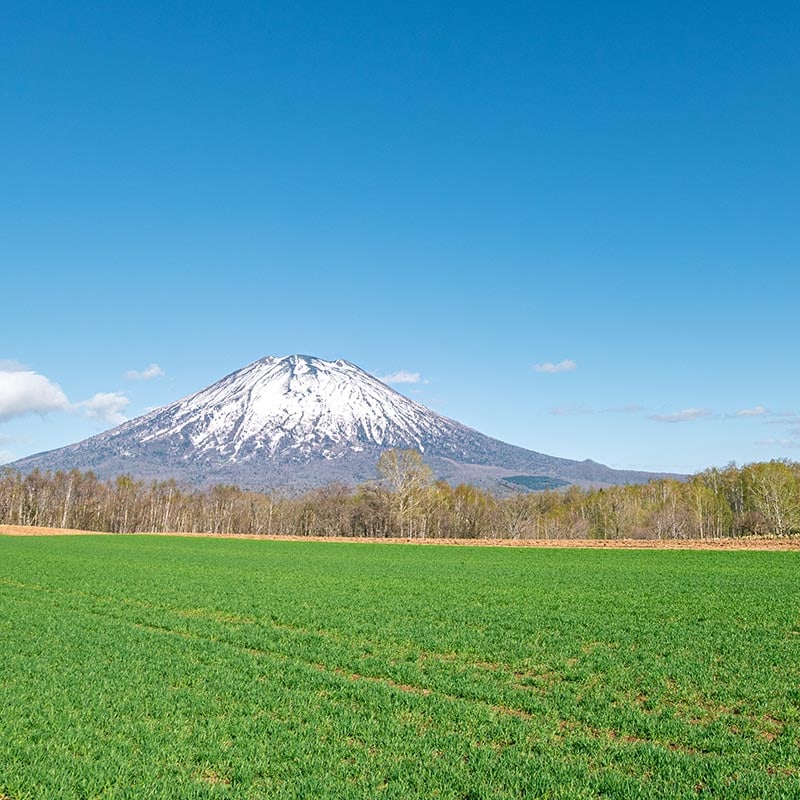 富士山と緑豊かな田園風景の写真、自然と絶景を楽しめる観光スポットの風景写真.